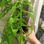 モンステラ・オブリクアペルーの育て方